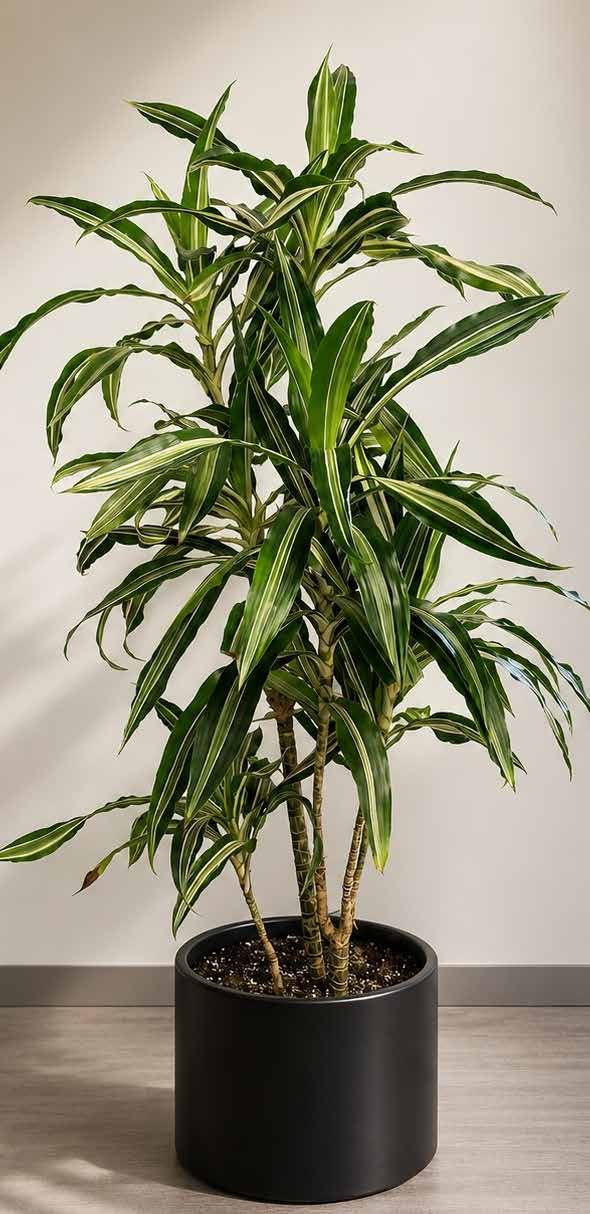 Planta ornamental de oficina en maceta