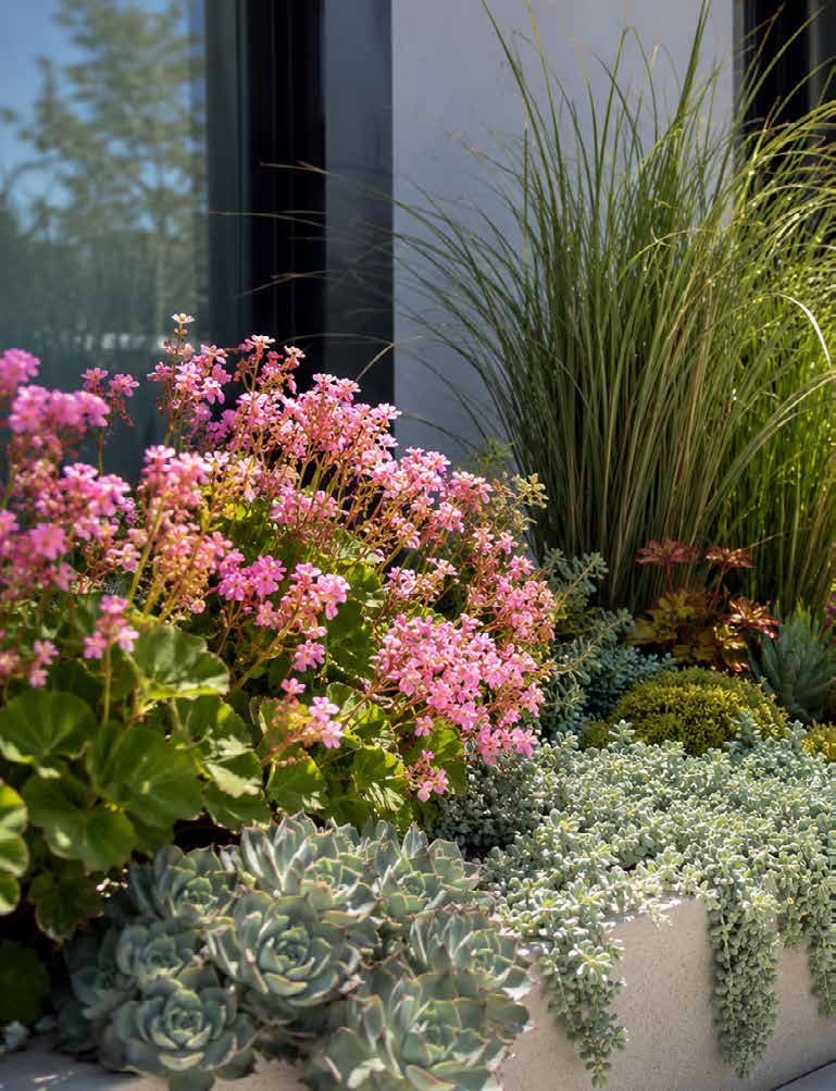 Flores y suculentas de exterior
